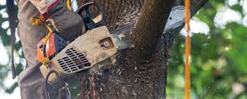 Best Tree Removal  in Walls, MS