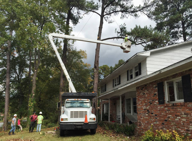 Seasonal Cleanup (Spring/Fall) in Walls, MS