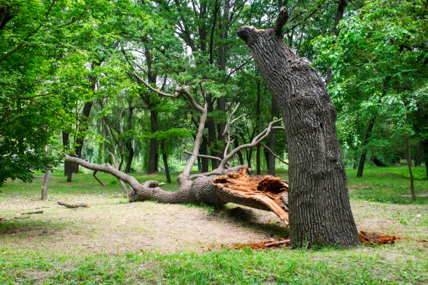 How Our Tree Care Process Works  in  Walls, MS